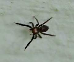 Euophrys frontalis