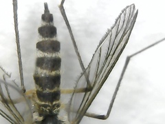 Aedes communis