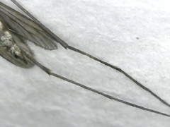 Aedes communis