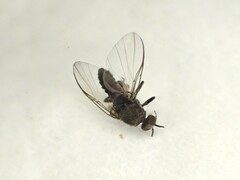 Austrosimulium