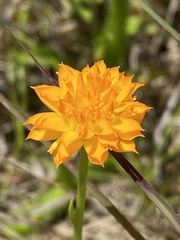 Polygala lutea