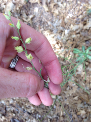 Streptanthus bernardinus