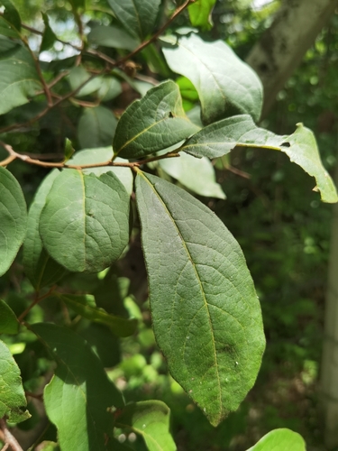 Diospyros acapulcensis (Diospyros acapulcensis)