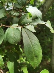 Diospyros acapulcensis