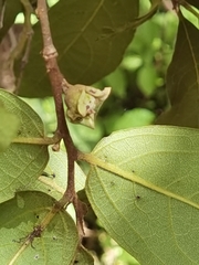 Diospyros acapulcensis
