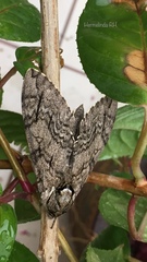 Ceratomia undulosa