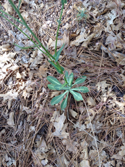 Streptanthus bernardinus