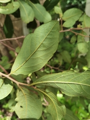 Diospyros acapulcensis