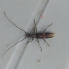 Heterachthes zapopana