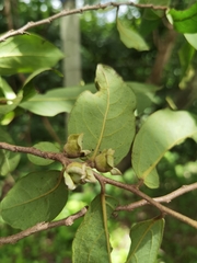 Diospyros acapulcensis