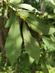 Diospyros acapulcensis