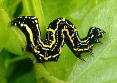 Lepidoptera