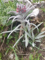 Cynoglossum magellense