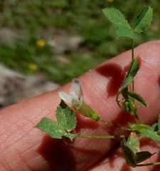 Trifolium monanthum