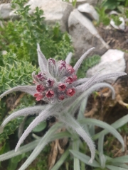 Cynoglossum magellense