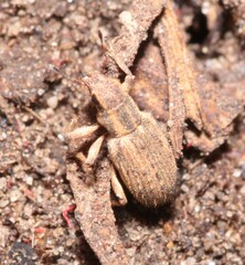 Sitona macularius