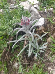 Cynoglossum magellense