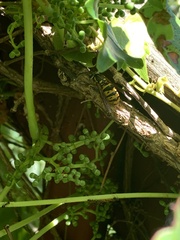 Vespula maculifrons