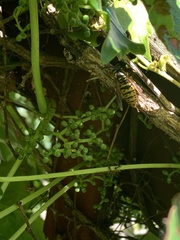 Vespula maculifrons