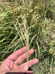 Trichloris pluriflora