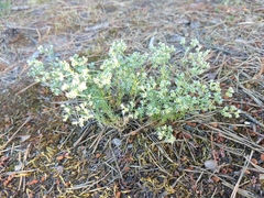 Scleranthus perennis