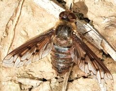 Heteralonia algira