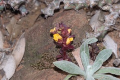 Alectra orobanchoides