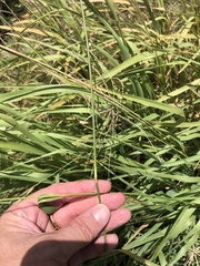 Trichloris pluriflora