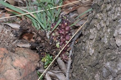 Alectra orobanchoides