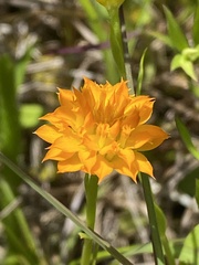 Polygala lutea