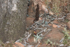 Alectra orobanchoides