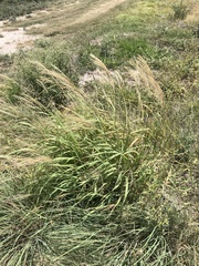 Trichloris pluriflora