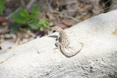 Sceloporus variabilis