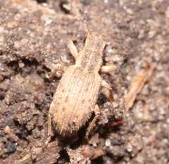 Sitona macularius