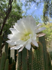 Nyctocereus