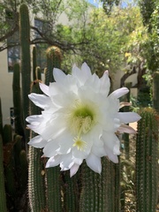 Nyctocereus