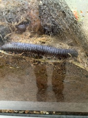 Archispirostreptus gigas