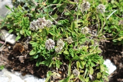 Globularia meridionalis