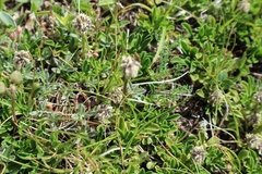 Globularia meridionalis