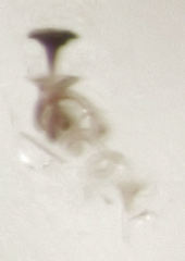 Acrotrichis sericans