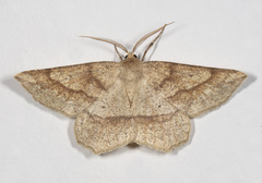 Euchlaena marginaria