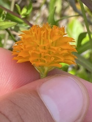 Polygala lutea