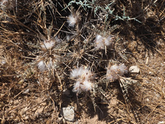 Astragalus bethlehemiticus