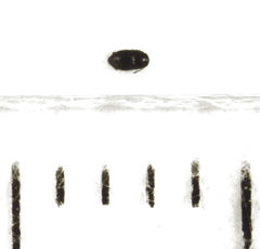 Acrotrichis sericans