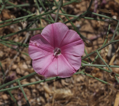 Convolvulus dorycnium
