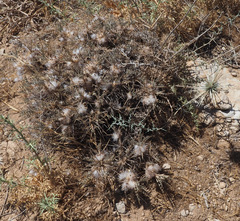 Astragalus bethlehemiticus
