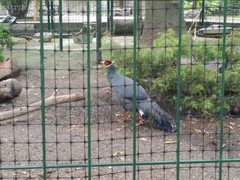 Crossoptilon auritum