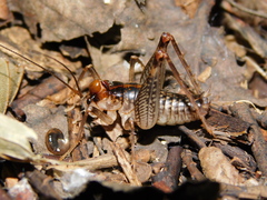 Ceuthophilus seclusus