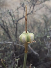 Zephyranthes longifolia
