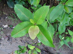 Dilleniaceae